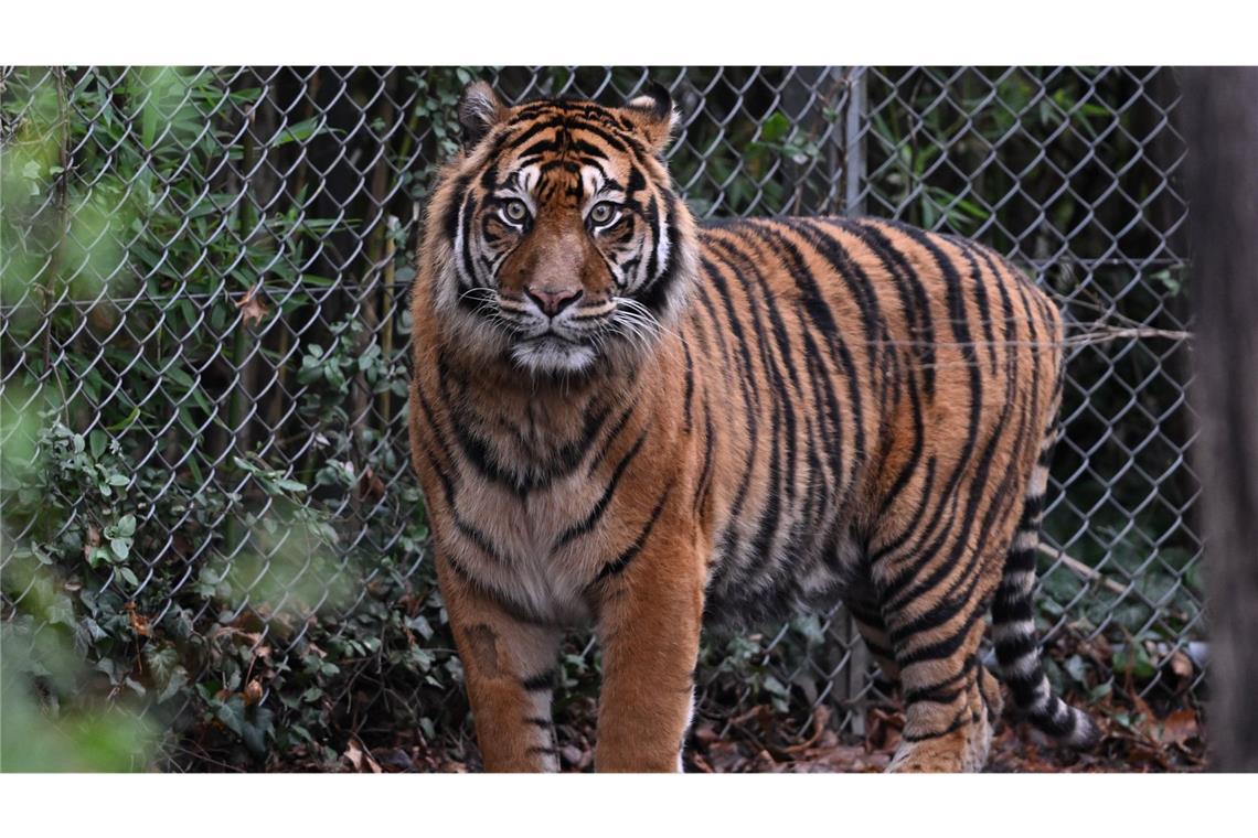 In Vietnam starben über 50 Wildkatzen durch Vogelgrippe, darunter 47 Tiger. (Symbolfoto)