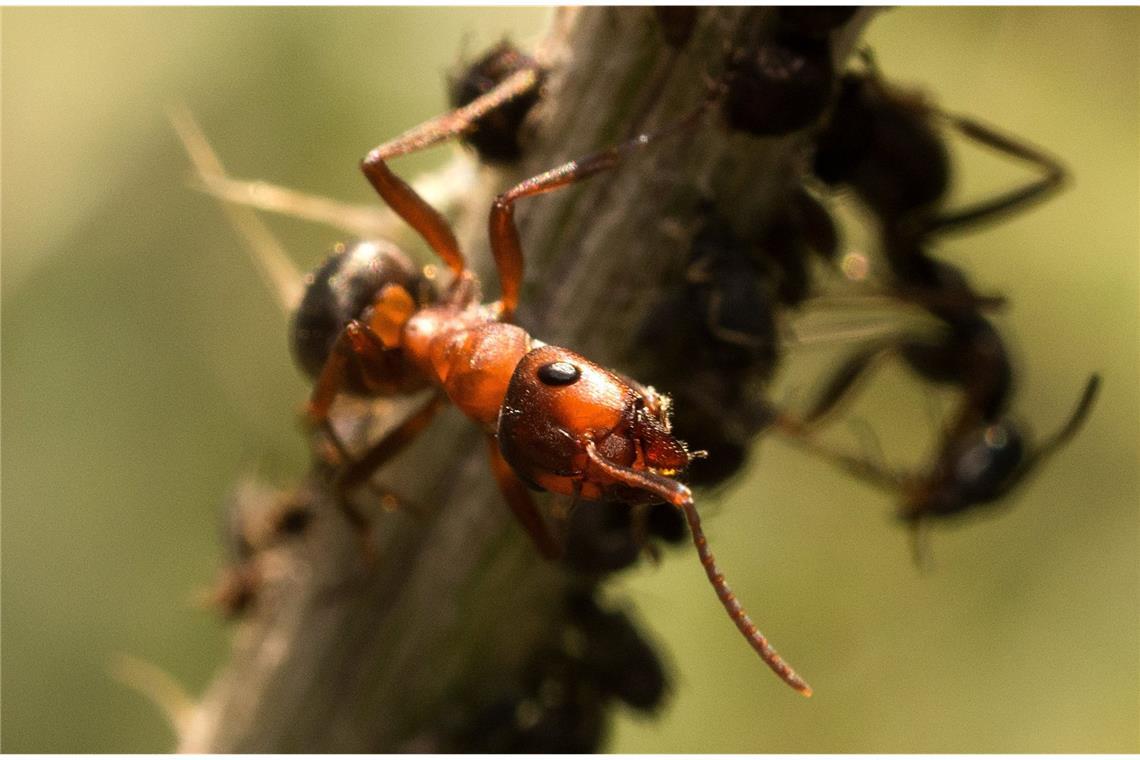 Insekten: Kleine Plagegeister wie Ameisen, Mücken und Zecken machen einem das Leben in der Natur sehr viel schwerer als große Tiere.