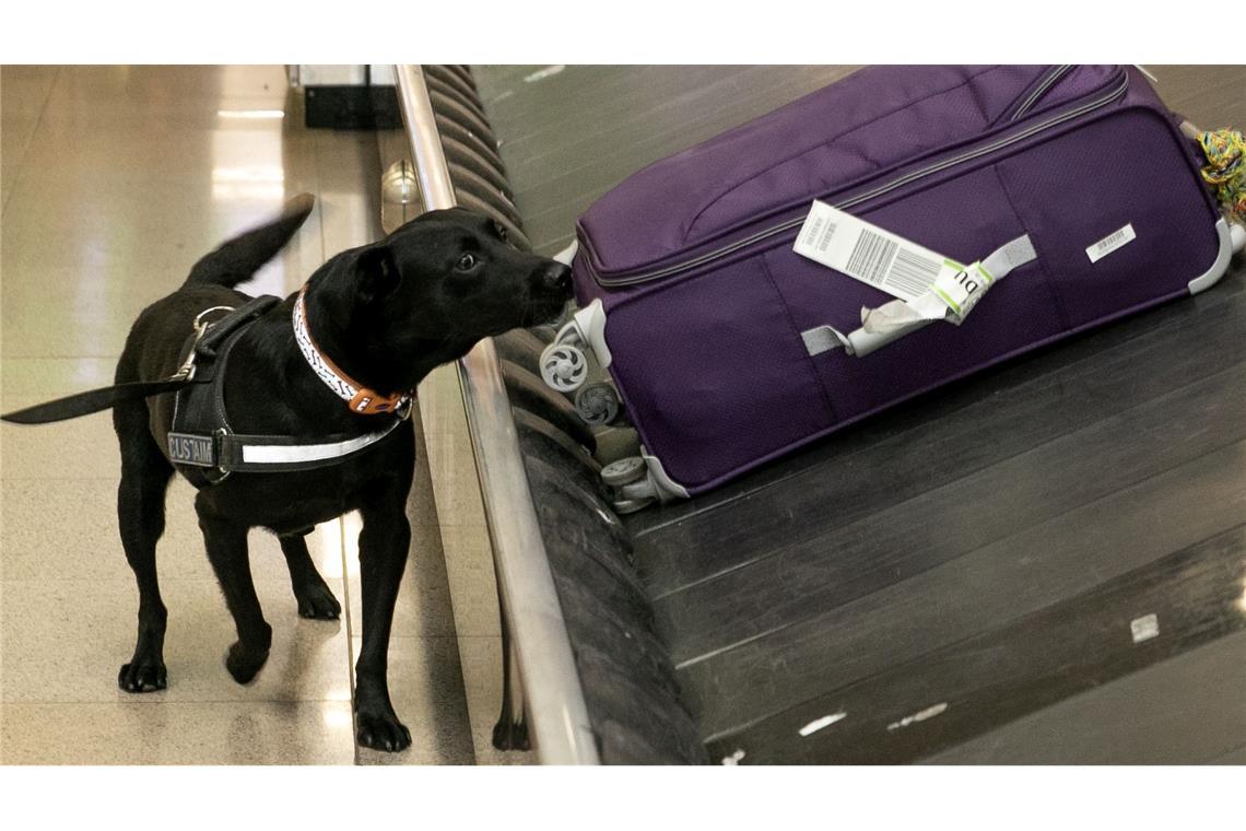 Jack, ein Spürhund der irischen Zollbehörde, zeigt am Flughafen in Dublin, wie Drogen aufgespürt werden. In den letzten Tagen wurden hier mehrere Drogenschmuggler entdeckt und festgenommen.