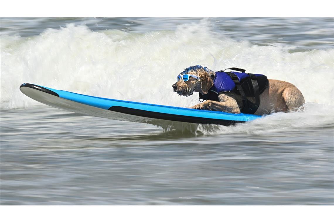 Jeder Hund hat seine eigene Technik beim Surfen - dieser Hund namens Derby lässt es gemütlich aussehen.