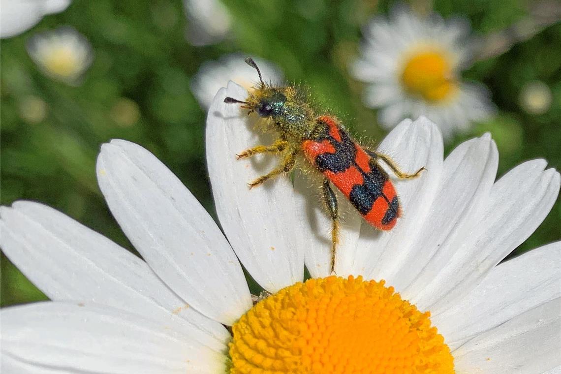 Jörg Brucklacher hat auf seinen Touren besonders nach kleinen Lebewesen Ausschau gehalten. Hier hat er einen Zottigen Bienenkäfer entdeckt, der sich wohl mit Pollen und Nektar versorgt hat. Fotos: Jörg Brucklacher