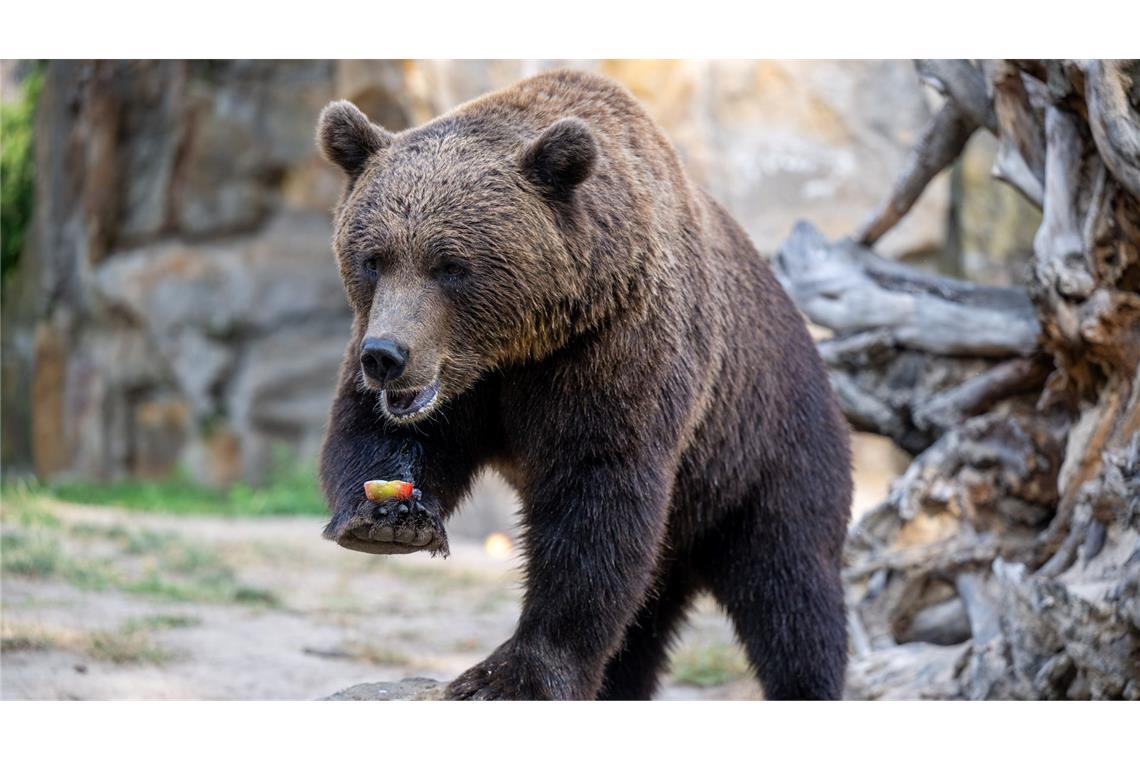 Jonglieren im Zoo - Braunbär Momoa balanciert ein Stück Apfel.