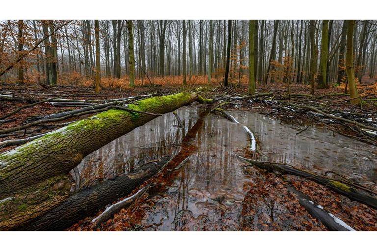 Jugendliche setzen sich für alte Apfelsorten, Biosphärenreservate und vieles mehr ein. (Achivbild)