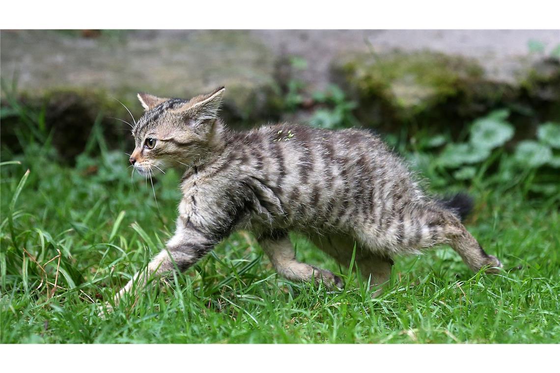 Junge Wildkatze im Wildparadies Tripsdril.(Symbolbild)