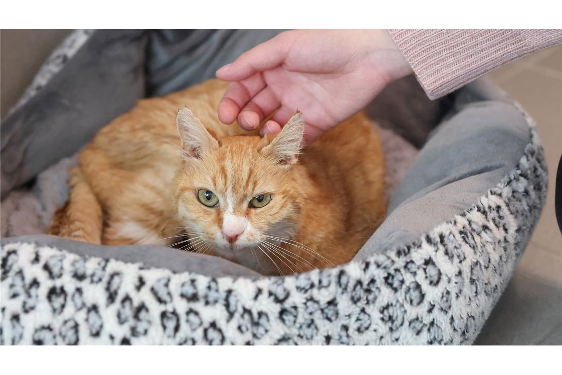 Kater Albert toleriert die menschliche Nähe - ein Fortschritt.