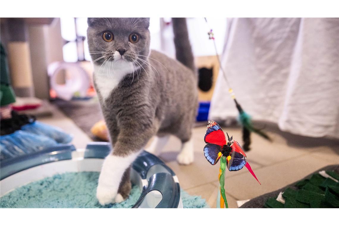 Katzen der Rasse Scottish Fold - die geknickten Ohren sind für sie typisch - gelten als Qualzuchten.