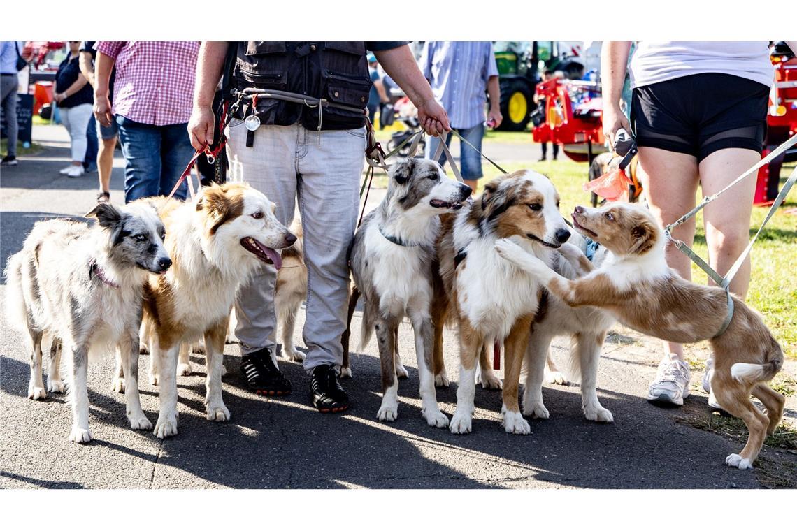 Klassentreffen - Australian Shepherds auf der Agrarmesse Noria.