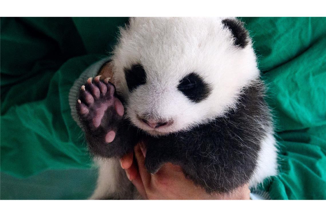 Kleiner Panda im Berliner Zoo. Einer der zwei neugeborenen Panda-Bären wird von einer Tierpflegerin aus einem Baby-Bett im Panda-Gehege im Zoologischen Garten Berlin gehoben.