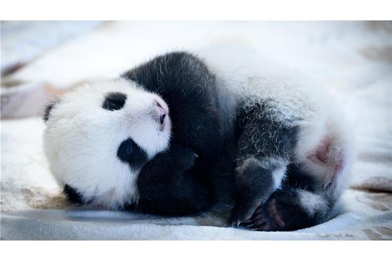 Knapp zwei Monate sind die Panda-Babys alt - und mittlerweile können sie auch die Augen öffnen. (Archivbild)