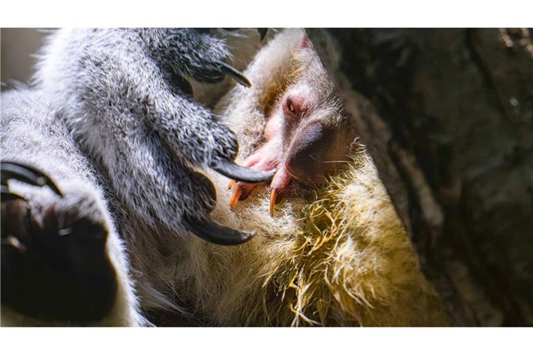 Koala-Nachwuchs in Duisburg: Das Jungtier schaut vorsichtig aus dem Beutel.