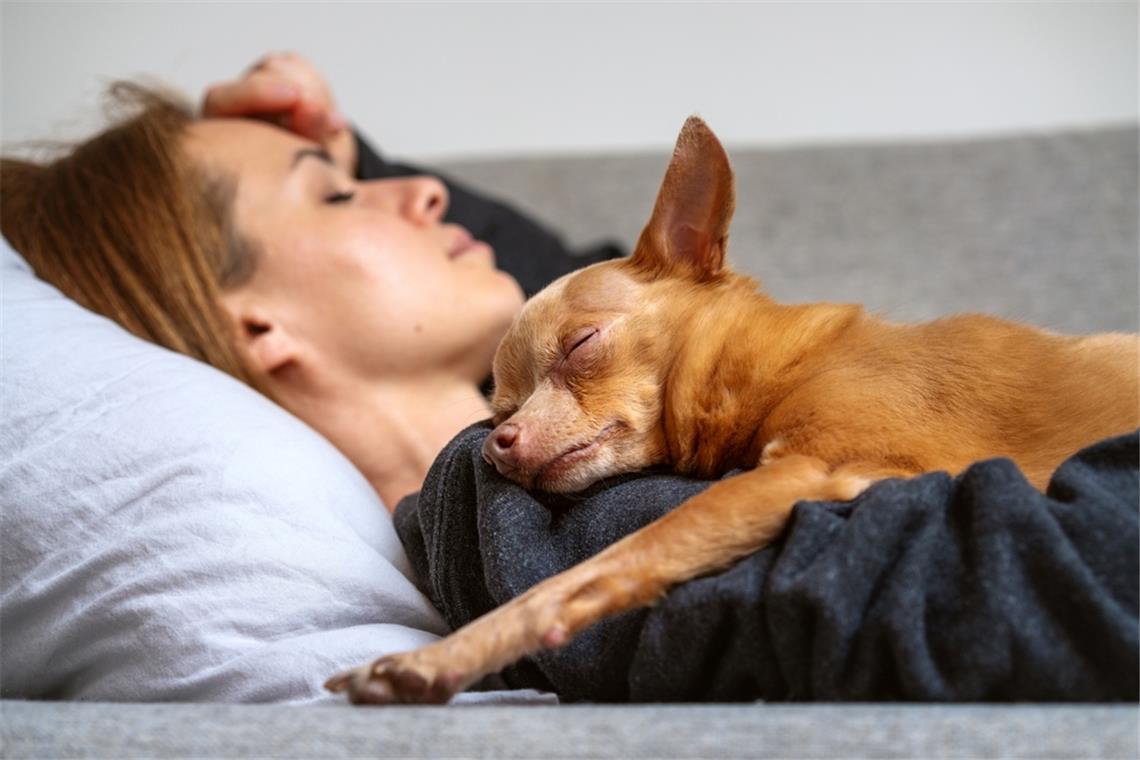 Kuschler: Der Hund zeigt seine eigene Verbindung und sein Vertrauen.