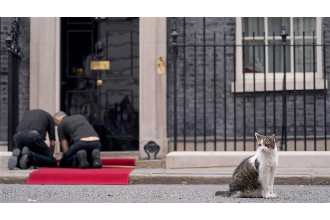 Larry lebt schon deutlich länger in der Downing Street als die meisten Premierminister. (Archivbild)