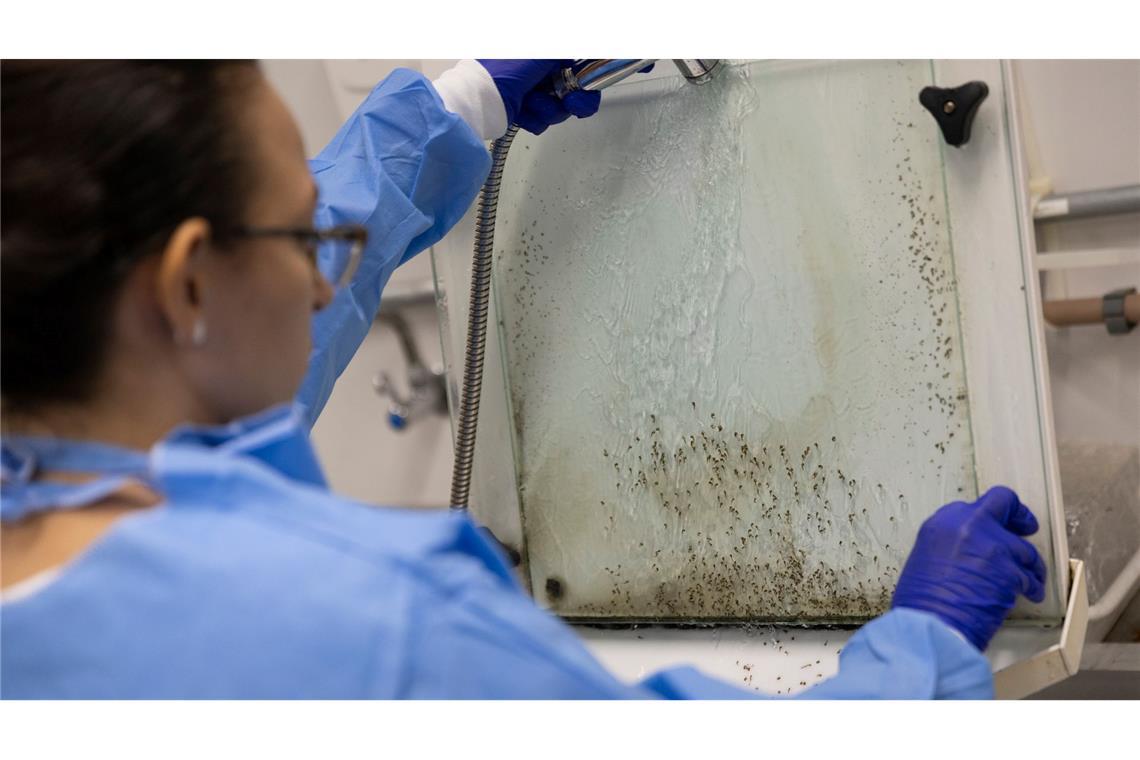 Larven von Gelbfiebermücken, die mit Wolbachia-Bakterien modifiziert wurden, werden im Labor des brasilianischen Instituts Fiocruz in Rio de Janeiro im Kampf gegen Dengue-Fieber gefiltert. (Archivbild)