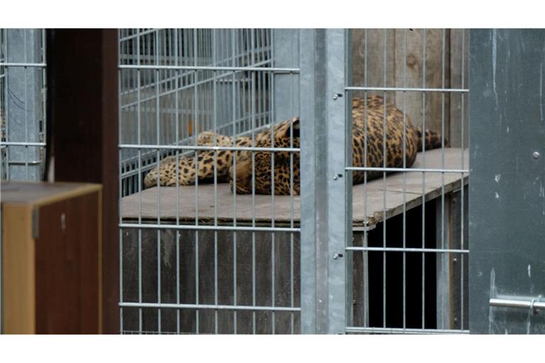 Leopard in einem Gehege: In der Slowakei werden Raubkatzen auch in kleinen Privatzoos gehalten. (Symbolbild)