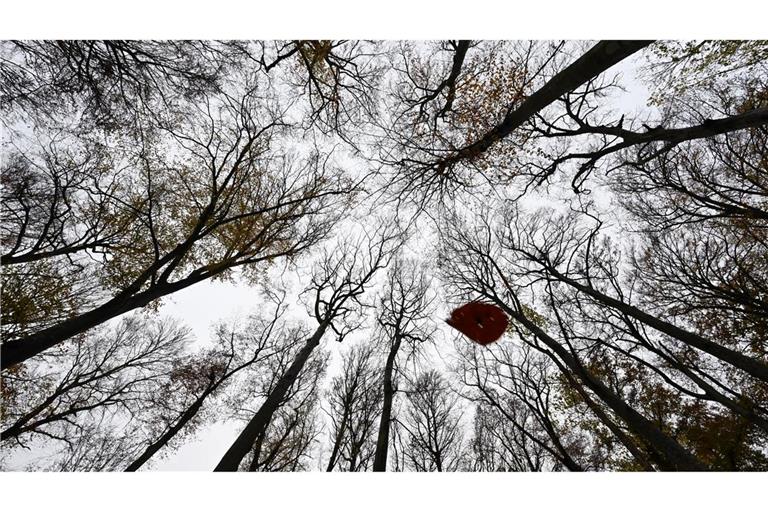 Letztes Blatt am Baum