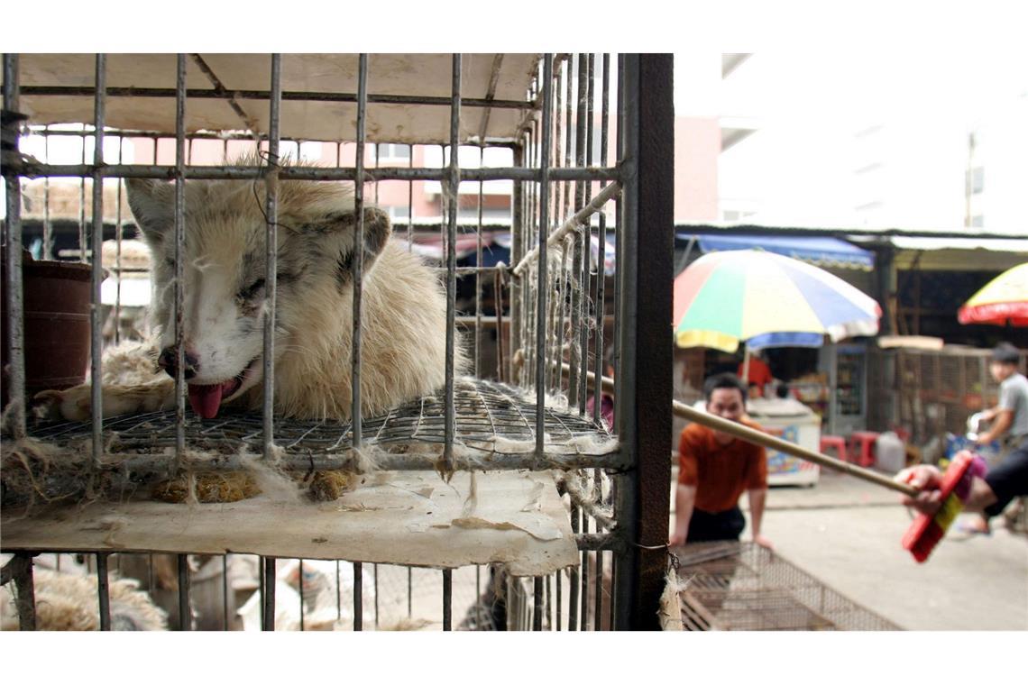 Marderhunde liegen in engen Käfigen auf einem Markt in China. (Archivbild)