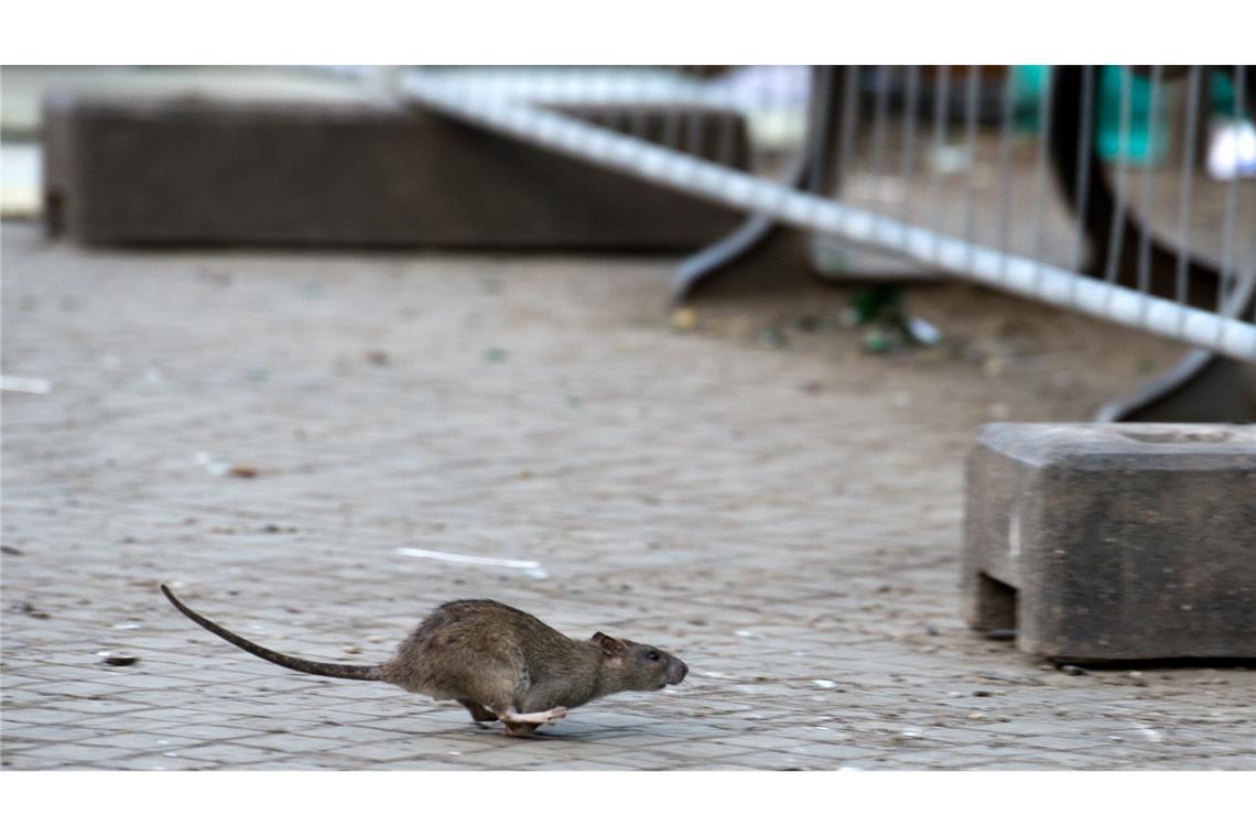 Mehrere Verbände warnen vor Rattenplagen in Deutschland. (Archivbild)