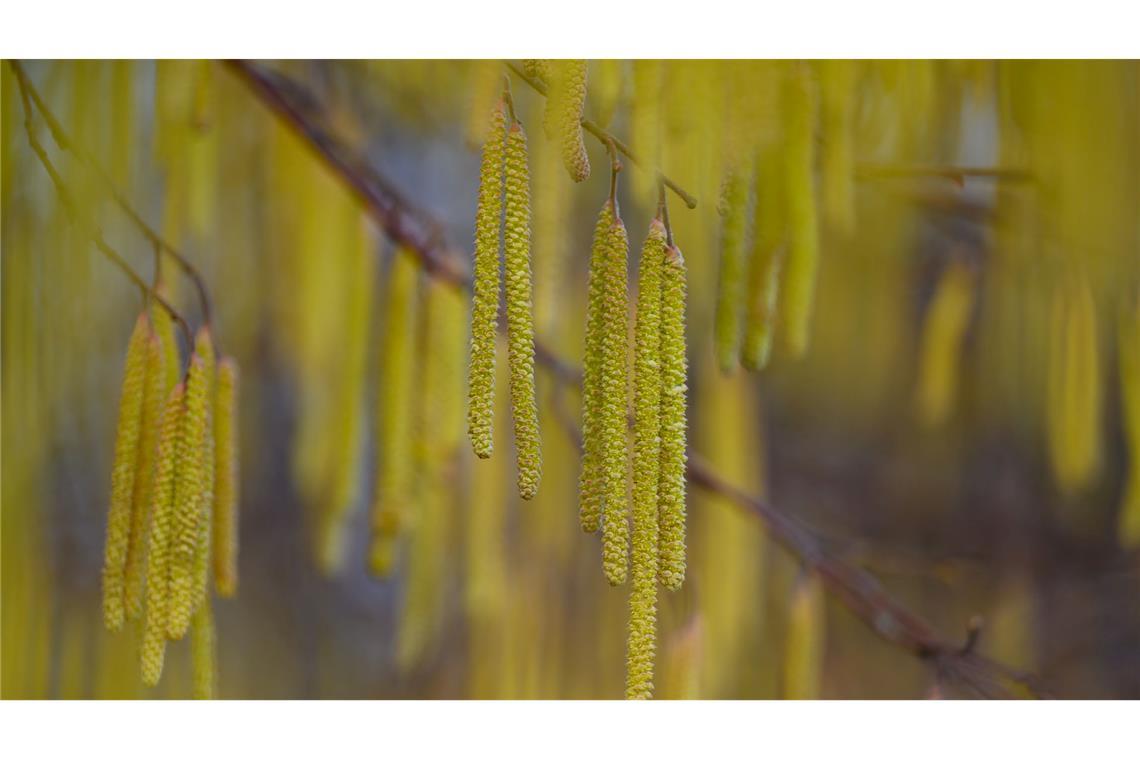 Menschen mit einer Haselpollen-Allergie könnten bereits Symptome spüren.