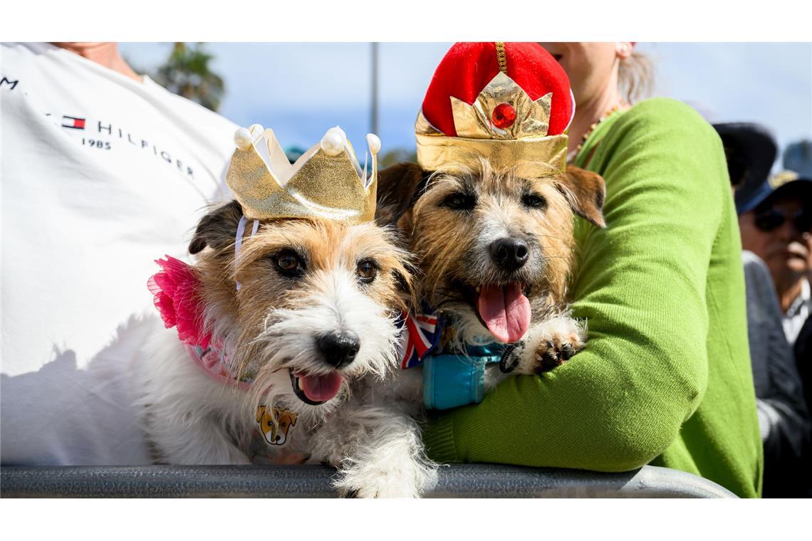 Mit Krönchen warteten die Hunde Lucy und Larry auf den royalen Besuch.