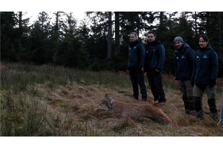 Mit Verena wurde ein zweites Luchs-Weibchen in Baden-Württemberg ausgewildert.