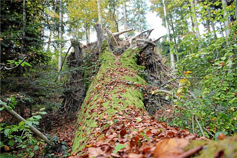 Mittlerweile ist der Baum umgestürzt.