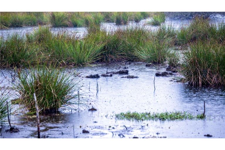 Moore sind nicht nur wichtige Wasserspeicher - sie spielen im Klimaschutz eine herausragende Rolle (Archivbild).