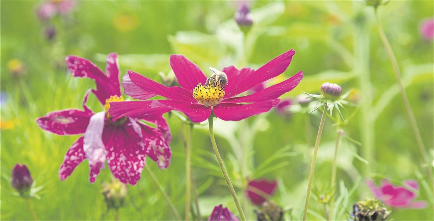 MURRHARDT (pm). Auch in diesem Jahr möchte die Stadtverwaltung wieder Flächen in Blumenwiesen verwandeln. Diese seien bei den Bürgern in und um Murrhardt auf sehr viel positive Resonanz gestoßen, berichtet Bürgermeister Armin Mößner. Zudem habe es Anregungen aus der Bevölkerung gegeben, noch mehr solcher Flächen anzulegen. Nicht nur fürs Auge, sondern auch für die Insekten sind die Blumenwiesen ein wichtiger Beitrag, um Lebensräume für Bienen, Hummeln, Schmetterlinge und Co. zu schaffen. Die Stadt hatte gemeinsam mit dem Bezirksbienenzüchterverein im Jahr 2017 das Projekt „Murrhardter Blühflächen“ gestartet (Aufnahme zeigt einen Ausschnitt der damals an der Hörschbachschule angelegten Blumenwiese). Auch die Bürger selbst können es auf ihren privaten Grünflächen blühen lassen. Besonders eignen sich hierfür sonnige bis halbschattige Standorte. Um dies zu unterstützen, organisiert die Stadt Murrhardt eine Sammelbestellung, über die Bürger das Saatgut einfach erwerben können. Ausgewählt hat sie das Saatgut „Super Premium Mischung“ mit einer Wuchshöhe von 30 bis 90 Zentimetern pro 100 Gramm für 8,30 Euro. Mit einer Einheit von 100 Gramm kann man eine Fläche von 15 bis 20 Quadratmetern einsäen. Bestellen und abholen kann man das Saatgut beim Bauhof in der Talstraße 4 in Murrhardt. Weitere Auskünfte gibt Bauhofleiter Wolfgang Nell unter der Telefonnummer 07192/91913-10 oder per E-Mail info@zv-bauhof.de. Foto: J. Fiedler