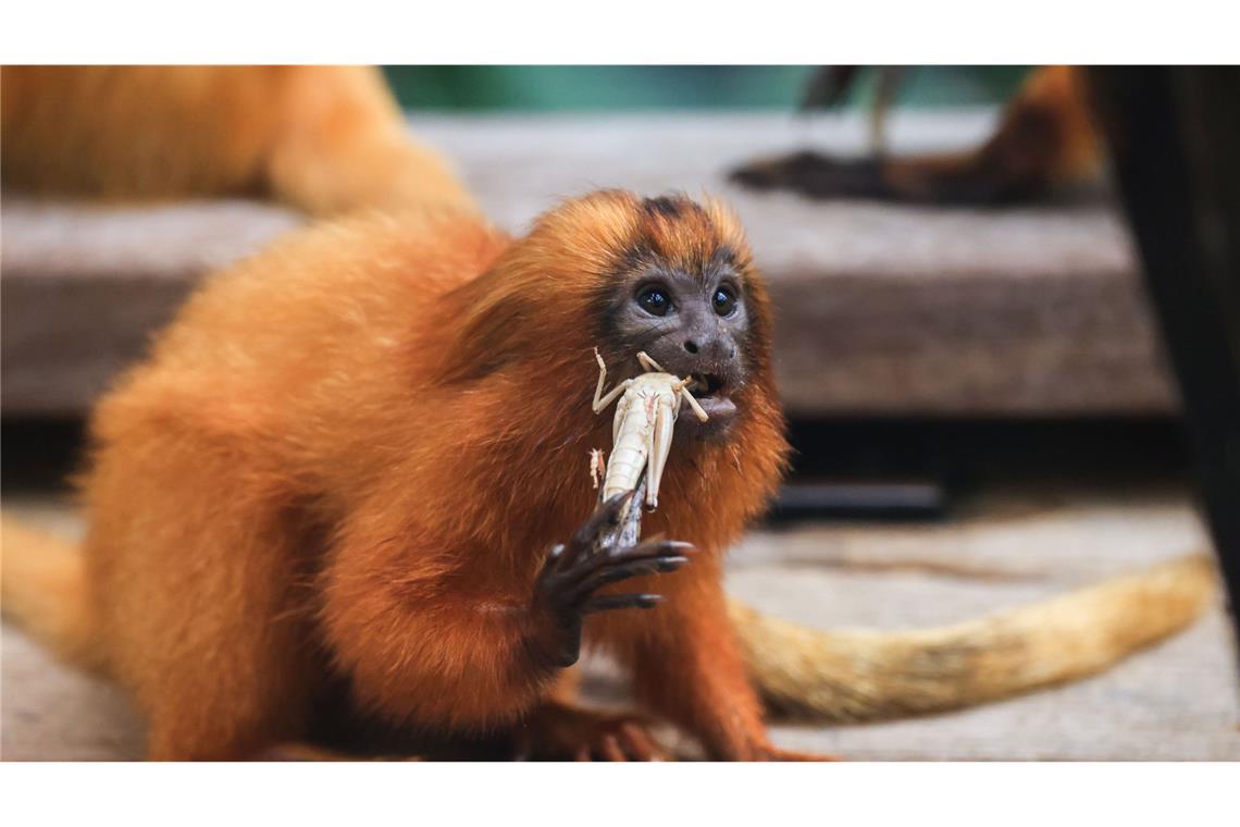 Nach Angaben des Zoos sind die beiden Exemplare der Goldgelben Löwenäffchen bereits im April zur Welt gekommen.