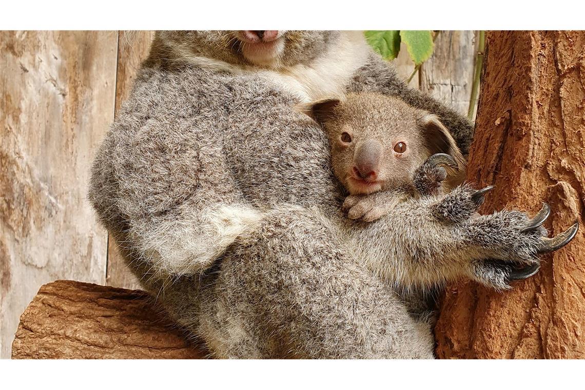 Nach dem Tod der drei Tiere leben nun noch sechs Koalas im Duisburger Koala-Haus. (Archivbild)