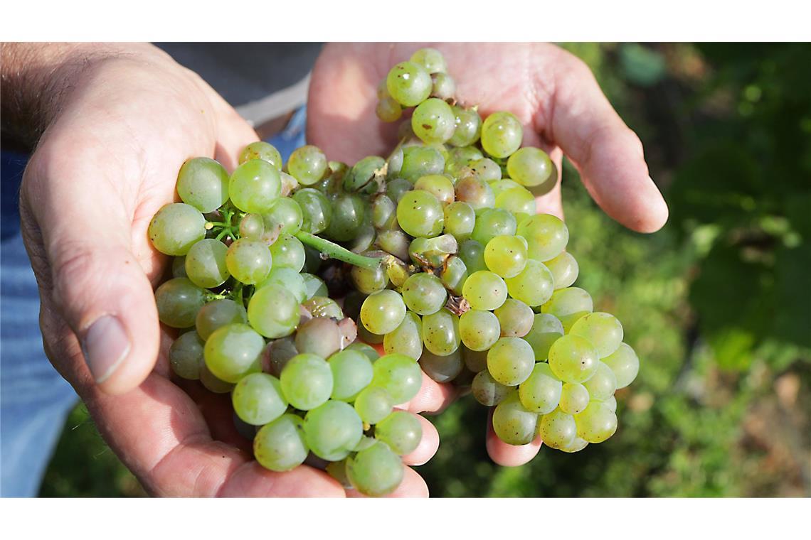 Nach Einschätzung des Badischen Weinbauverbands ist das Weingut im Breisgau eines der ersten in dem großen Anbaugebiet, die mit der Traubenernte starten. (Symbolbild)