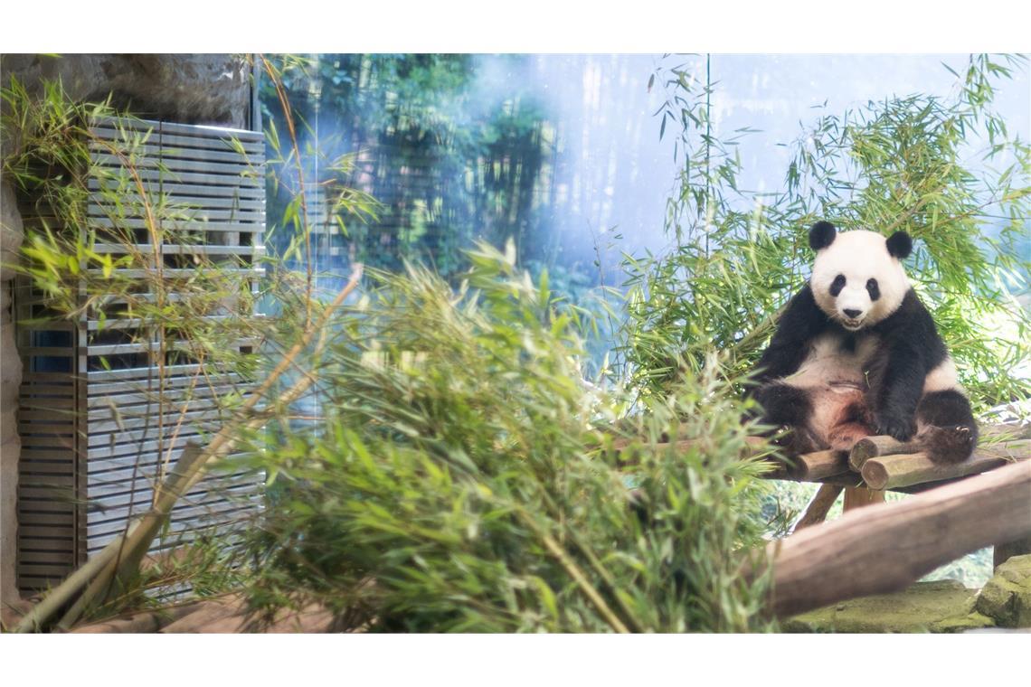 Nach fünf Jahren wird im Berliner Zoo wieder Panda-Nachwuchs erwartet. Die schwangere Meng Meng zeigt sie sich gerade eher selten.