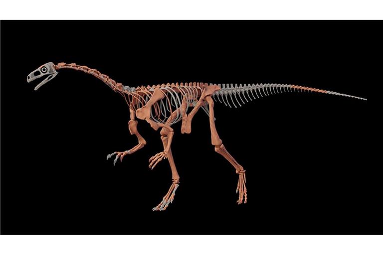 Fossilienfund in Argentinien: Einer der ältesten Dinosaurier Nachbildung des Dinosauriers Huayracursor jaguensis