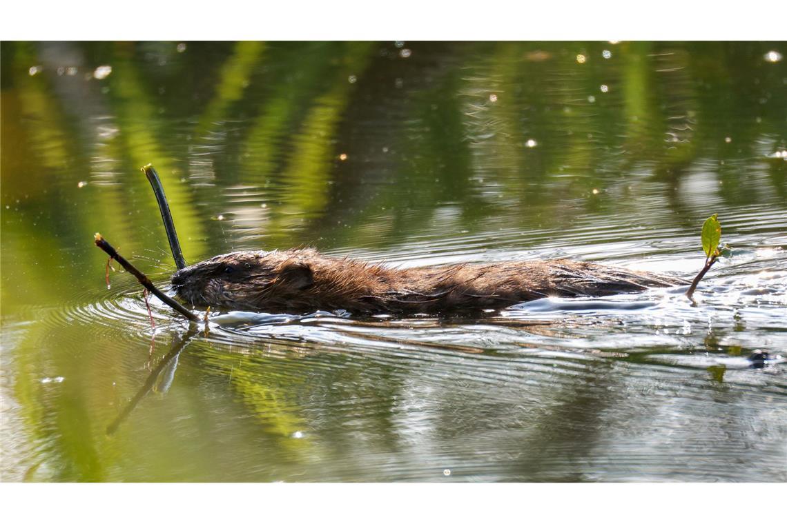 Nachschub für den Biberbau: Ein Biber schwimmt mit einem Ast im Maul durch die Donau.