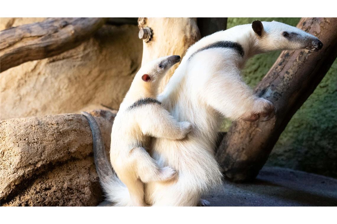 Nachwuchs im Zoo Dresden. Ameisenbär Kiwi trägt ihr Junges auf dem Rücken.