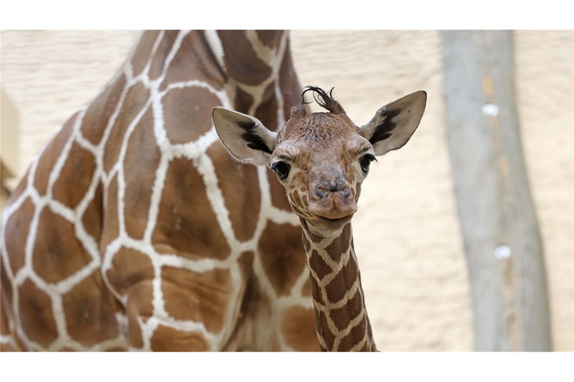 Nachwuchs im Zoo Karlsruhe: Ein Giraffenbaby ist am Sonntag zur Welt gekommen.