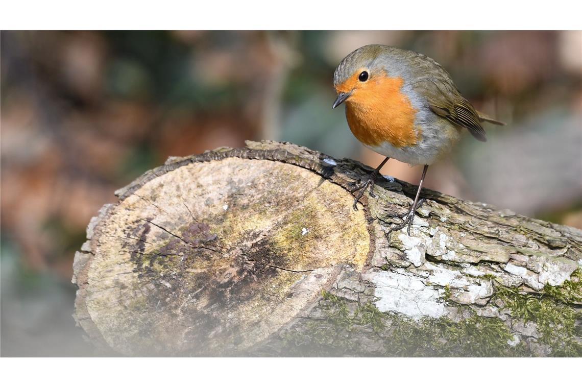 Naturnahe Futterquellen sind wichtig für Vögel wie Rotkehlchen. (Archivbild)