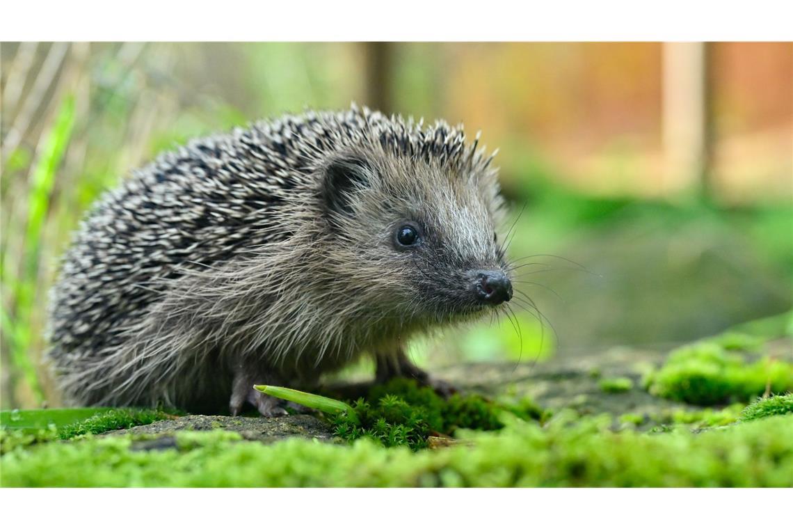 Naturschützer rufen die Bevölkerung dazu auf, Igel im Garten zu melden.