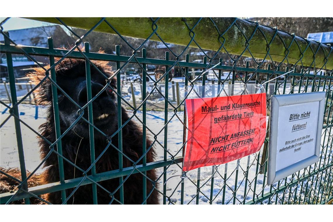 Neben hohem Fieber, Appetitlosigkeit und Apathie können infizierte Tiere Blasen am Maul und auf der Zunge sowie an den Klauen und den Zitzen entwickeln (Archivbild).