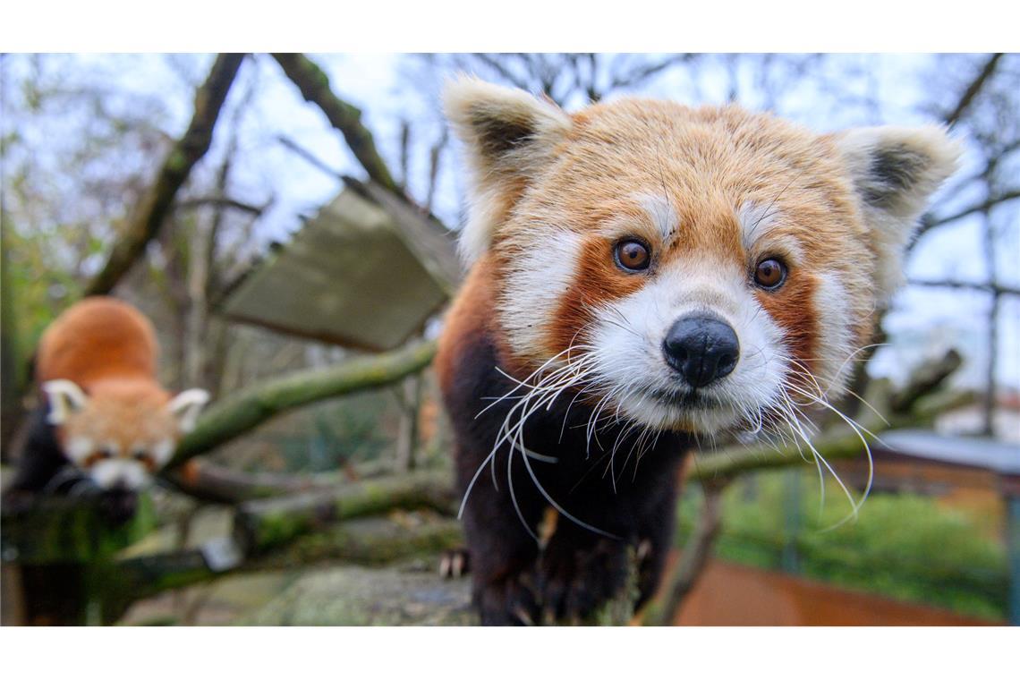 Neuzugang bei den Rote Pandas im Zoo Magdeburg