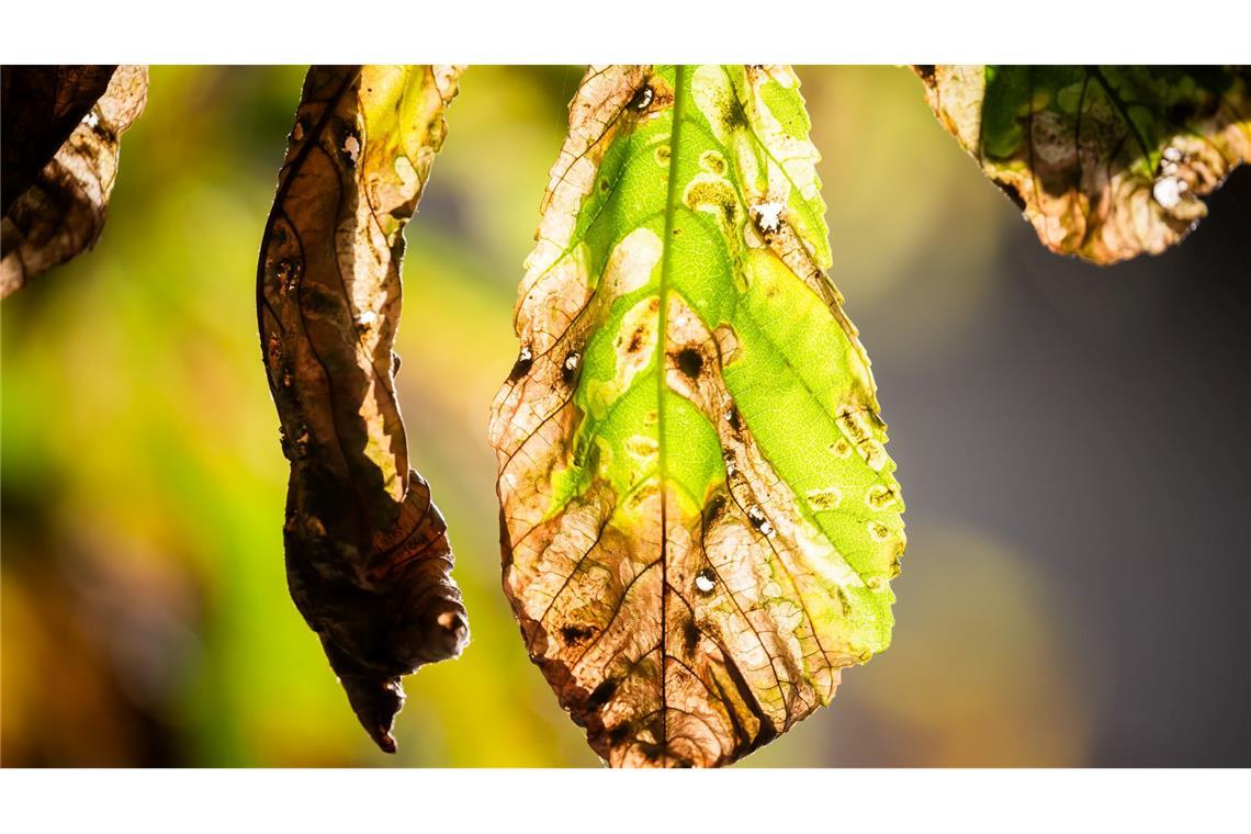 Noch ist der Herbst fern - und doch werfen viele Kastanien schon braune Blätter ab. Schuld ist eine kleine Larve.