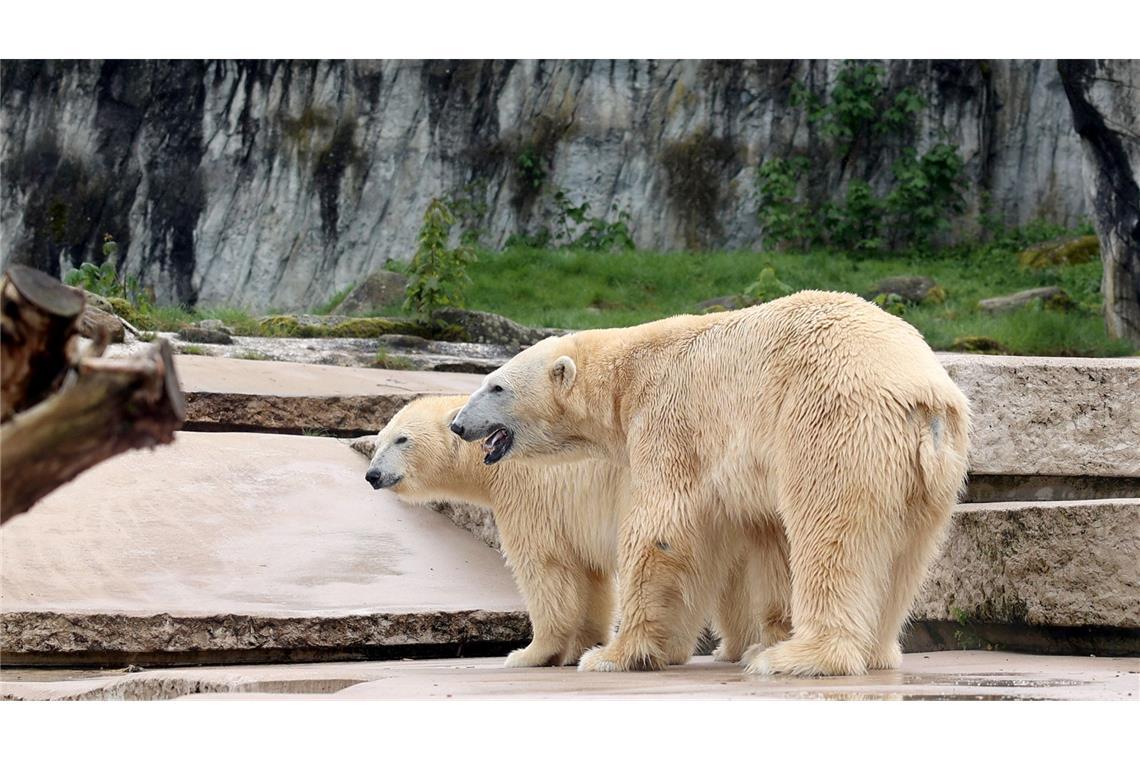 Nuka und Kap, die Eltern der beiden neugeborenenen Eisbärbabys, stehen Mitte April gemeinsam auf der Außenanlage des Karlsruher Zoos.