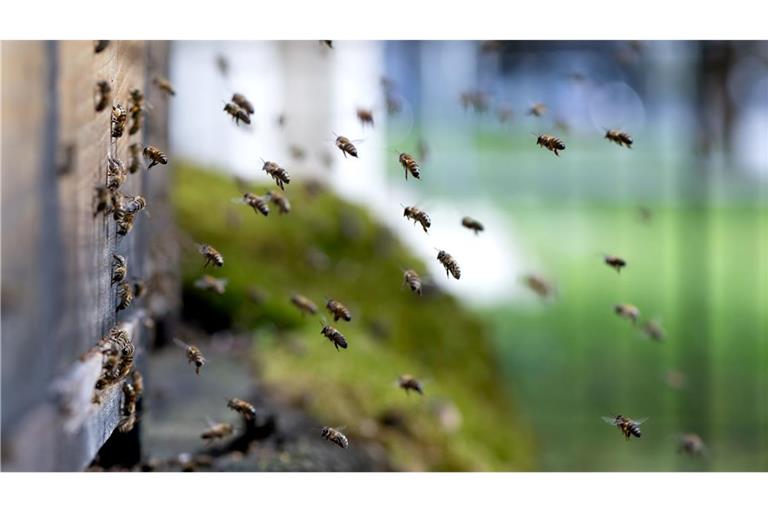 Nur wenn es trocken ist, fliegen die Bienen aus dem Bienenstock. (Archivbild)