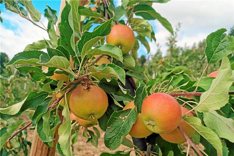 Obstbau Schleicher packt die nächsten Vesperpakete. Foto: Naturpark