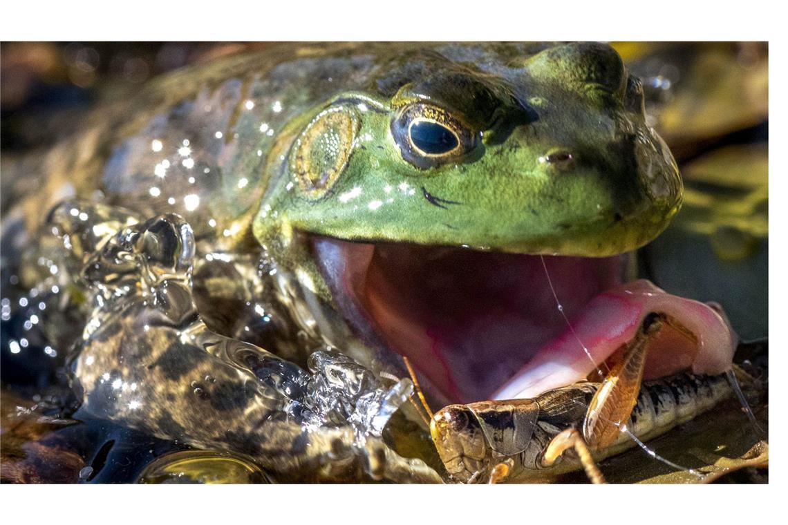 Ochsenfrösche fressen häufig Insekten, wie in diesem Fall eine Heuschrecke. Grundsätzlich jagen sie aber alle Tiere, die sie überwältigen können – manchmal auch Entenküken oder Mäuse.