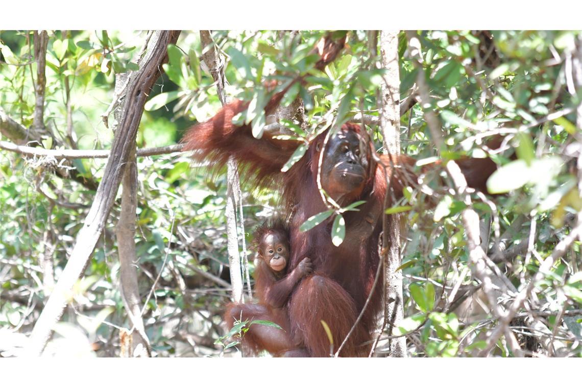 Orang-Utan-Weibchen Melata hatte sich zunächst um ihr Baby Dumel gekümmert, verschwand dann aber spurlos im Dschungel.