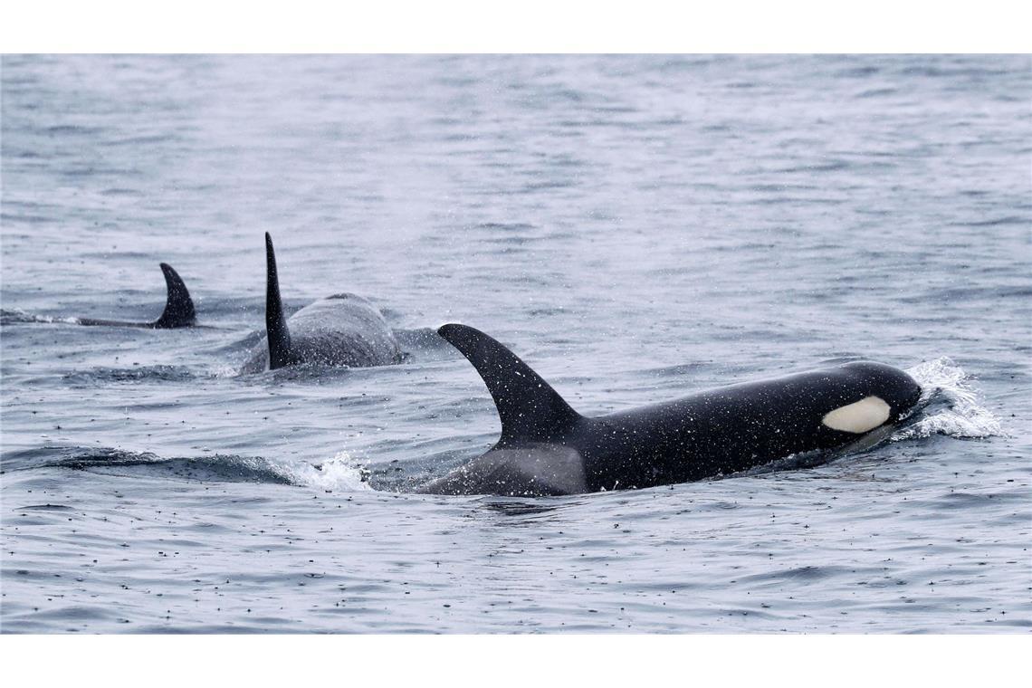 Orcas leben weltweit - wie hier bei Japan. Aber nur Tiere in der iberischen Region zeigen das mysteriöse Verhalten. (Archivbild)