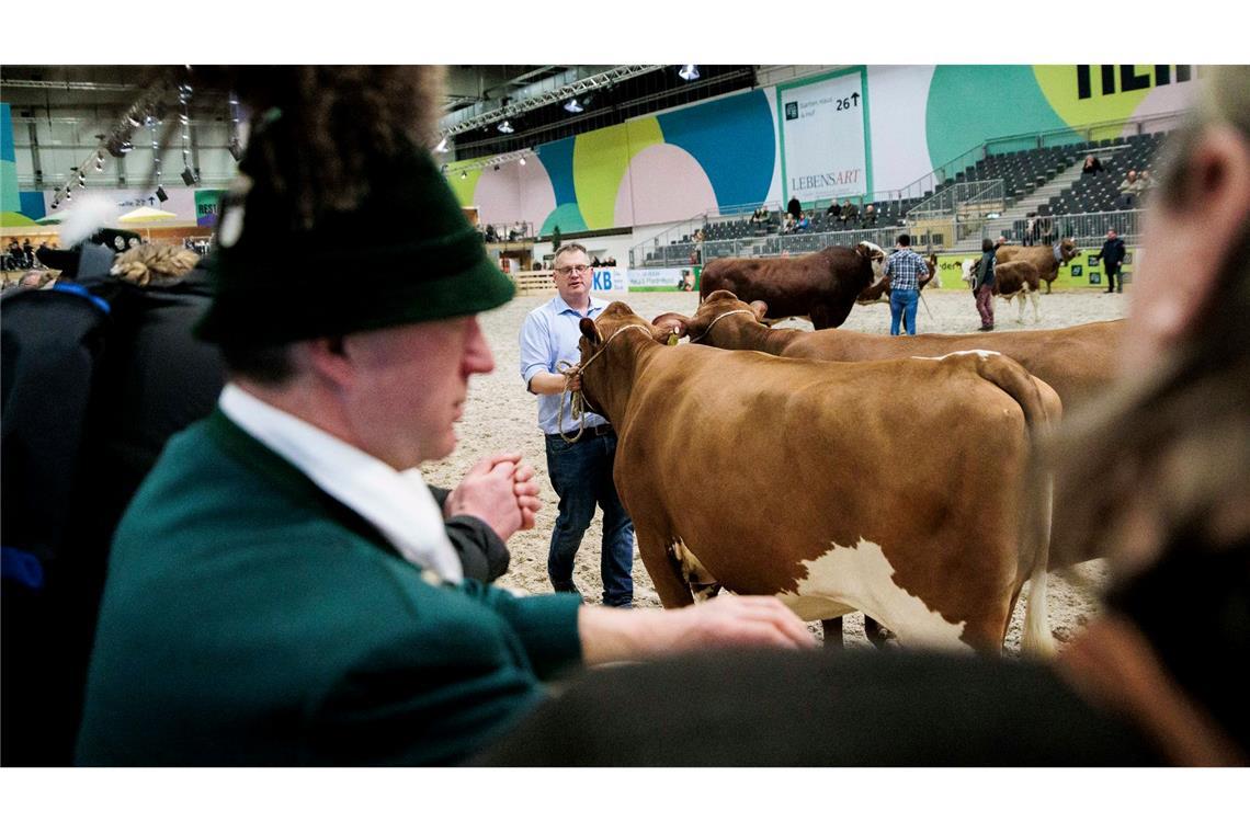 Paarhufer wie Rinder, Schweine, Schafe oder Alpakas wird es auf der Grünen Woche in diesem Jahr nicht zu sehen geben. (Archivbild)