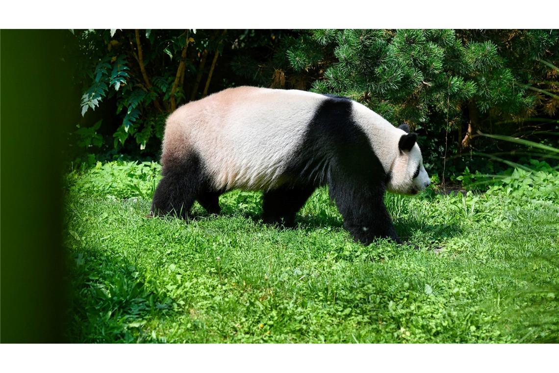 Panda-Vater Jiao Qing streift durch sein Gehege im Berliner Zoo