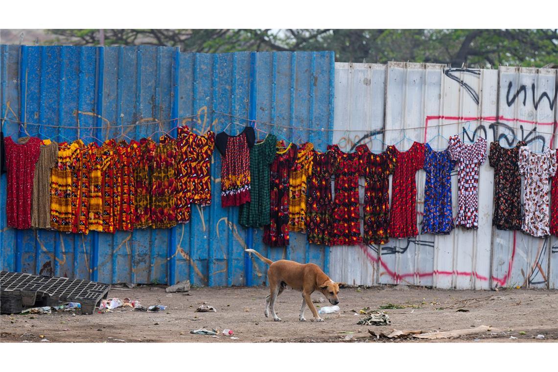 Papst Franziskus wird in Papua-Neuguinea erwartet. Diesen Hund auf einem Markt in Port Moresby auf Papua-Neuguinea interessiert das wohl eher wenig.