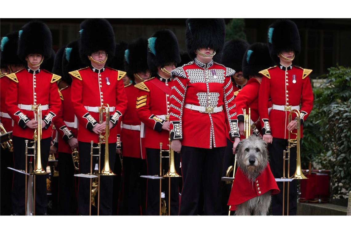 Parade mit Hund